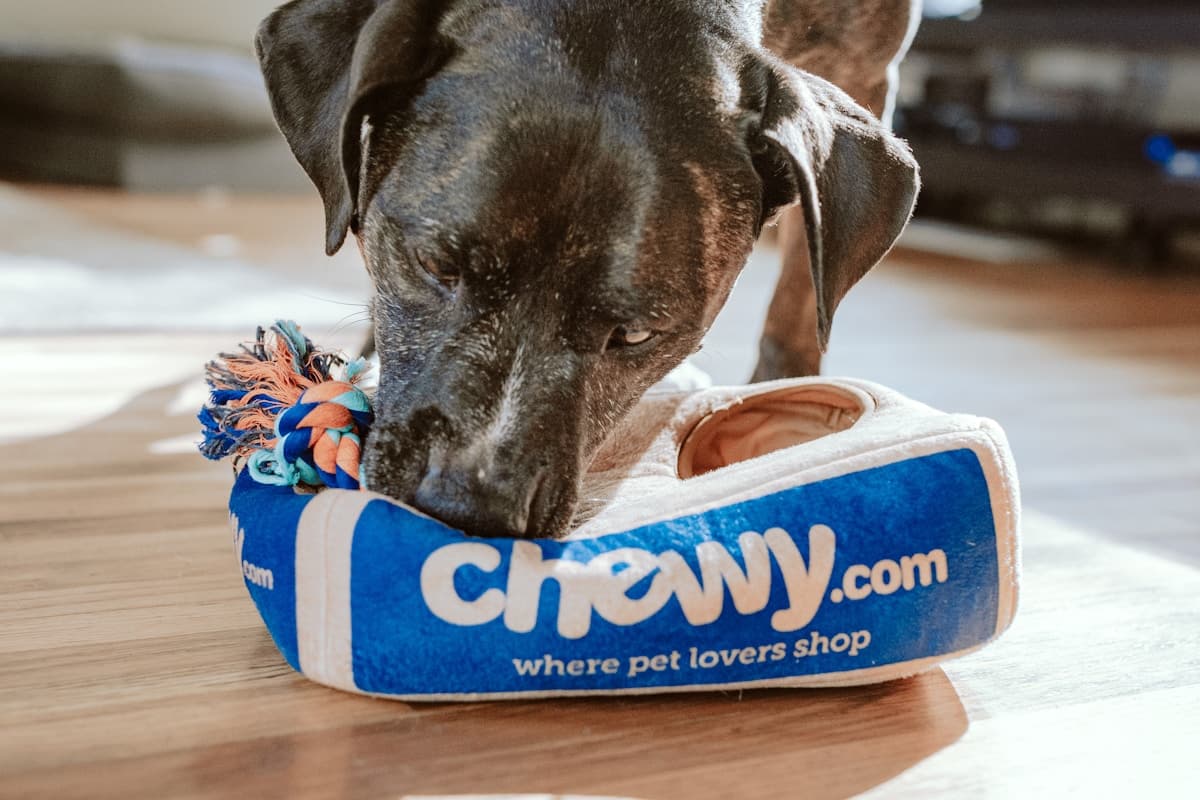 반려동물 호텔 & 위탁